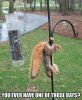 1 squirrel nuts.jpg