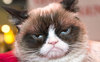 Grumpy_Cat__3481823b.jpg