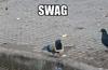022-funny-animal-pictures-with-captions-013-swag-pigeon.jpg