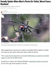 SpiderBiteNews.jpg