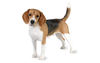 file_23012_beagle.jpg