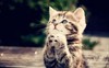 kitten-praying-300x187.jpg