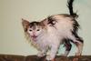 188164-850x566-wet-cat-on-couch.jpg