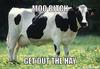 cow-meme-generator-moo-bitch-get-out-the-hay-5541e6.jpg