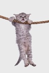 cat+hanging+on.jpg