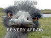 emu-meme-generator-be-afraid-be-very-afraid-04b323.jpg