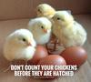 dont-count-your-chickens-before-they-are-hatched-quote-1.jpg