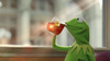 kermit-lipton-hed-2013.jpg