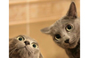 20-Funny-Shocked-Cat-Memes.jpg