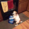 psC6wyf1SfuoqlCemokS_dog-bud-light.gif