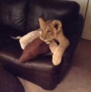 M9OnsSFSKcMs5W0i8egk_lion-king-cats.gif