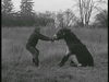 man-pulling-stubborn-mule-seated-in-field-industrial-video-id510-167?s=640x640.jpg