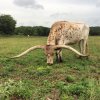 long longhorn.jpg