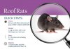 890_Roof_Rats_img_0.jpg