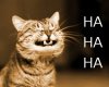 hahaha-300x242.jpg