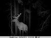 2015 elk1.jpg