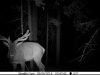 2015 elk2.jpg