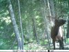2015 elk3.jpg