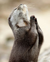 Praying-Otter-x-menobsessed26-29179956-2048-2560.jpg