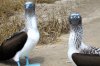 curious-blue-footed-boobys.jpg