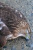 Dead hawk.jpg