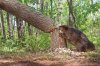 American-Beaver.jpg