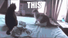funny-gif-cats-fight-sparta.gif