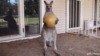 funny-grumpy-angry-kangaroo-throwing-ball-playtimes-over-animated-gif.gif