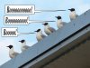 boo-birds-graphic.jpg