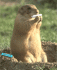 giphy (19).gif