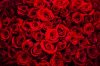 Red-Roses-02-690x460.jpg