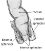 1200px-Anorectum-en.svg.png