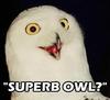 superb-owl.jpg