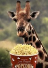 GIF-Giraffe-eating-Popcorn.gif