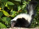 Skunk