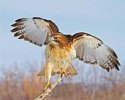 Redtailed Hawk.jpg