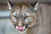 o-COUGAR-facebook.jpg