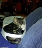 The_Cat_In_The_Hat535.jpg