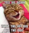 8 WHAT THE VET DID.jpg