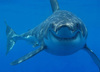 happy-shark.jpg