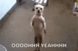 dancing-dog-oh-yeah-vibe-iyjpyx4snxen5kwe.gif