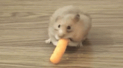 1669853583266.gif