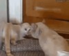 funny-gif-cats-fight-angry.gif