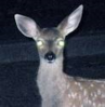 fawn in headlights.png