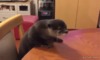 funny-pictures-whats-your-problem-otter-animated-gif.gif