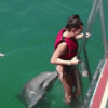 dolphinpoke.gif