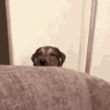 couch2.gif