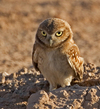 burrowing_owl3.jpg