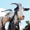 OAU10-53_pair_of_goats_2014-updated-image.jpg