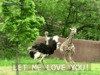 funny-giraffe-running-chasing-ostrich-let-me-love-you-animated-gif.gif
